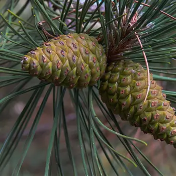 Pinus Pinaster